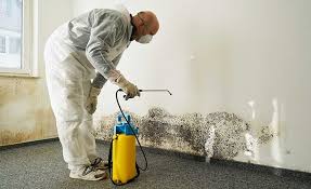 Why You Should Choose Our Mold Remediation Services in Reno, TX